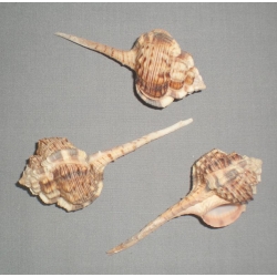 Haustellum Shells 2"-3.5" (8)